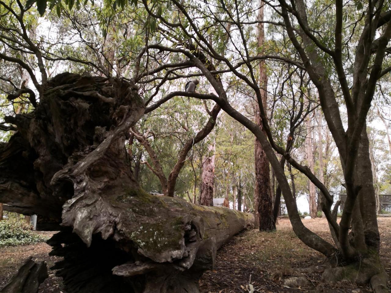 Kalimna Woods Cottages Lakes Entrance Exterior foto